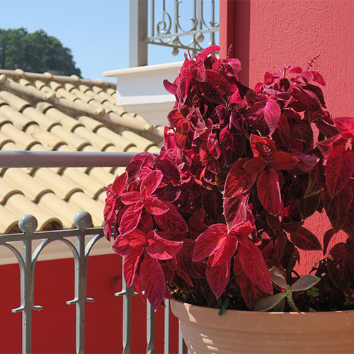 Red foilage and red walls, Parga, Greece